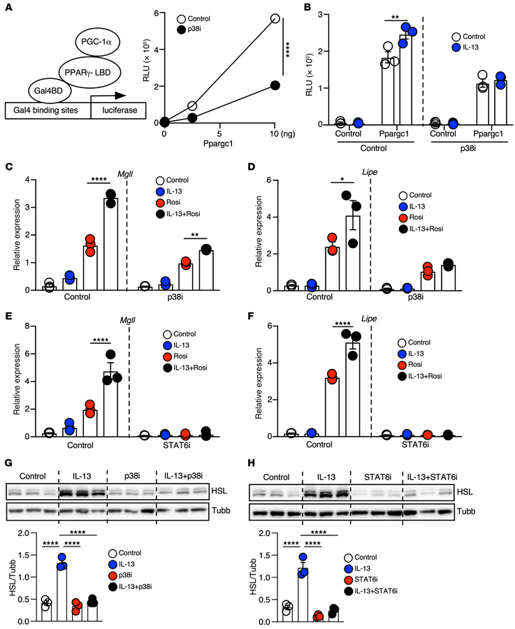 IL-13/IL-13R1 increases the expression and activity of PPARγ through STA...