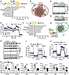 Regulation of mitochondria-related metabolic programs by IL-13 in preadipoc