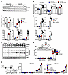 IL-13 potentiates PPARγ-mediated beige adipogenesis.