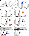 IL-13/IL-13R1 increases the expression and activity of PPARγ through STAT6