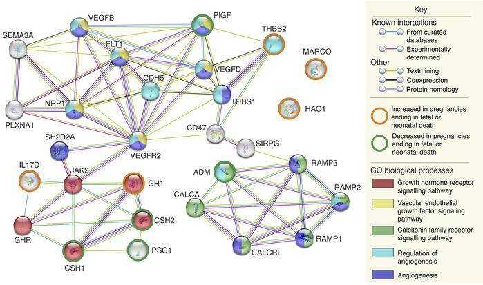 An expanded functional network demonstrating interactions and shared GO ...