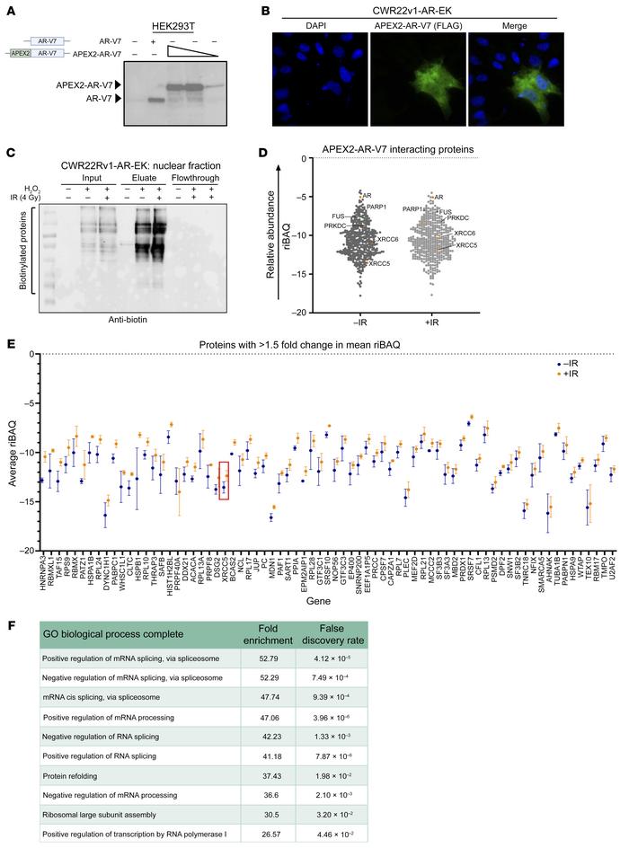 AR-V7 proximal biotinylation experiments identify known AR-V7 interactor...