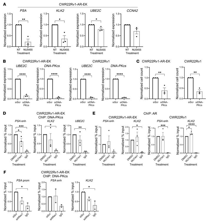 DNA-PKcs is a transcriptional coregulator of AR-Vs.
(A) CWR22Rv1-AR-EK c...