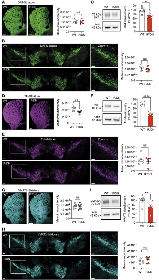 Expression of DAT, TH, and VMAT2 in midbrain and striatum of DAT-I312F/D...