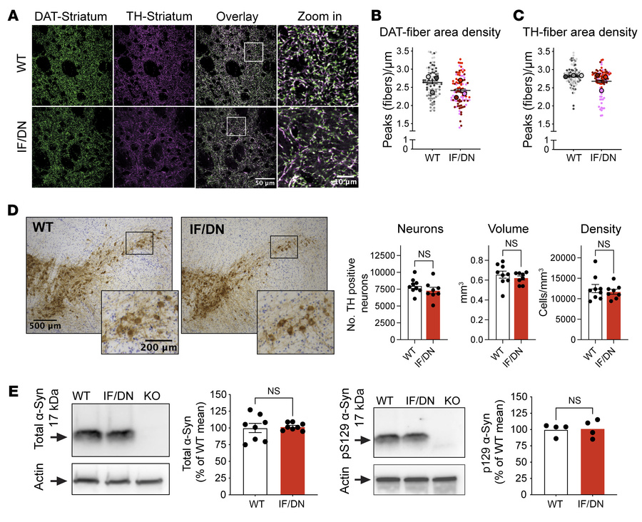 Reduced DAergic terminal density in DAT-I312F/D421N+/+ mice.
(A) Represe...