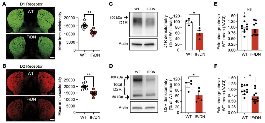 Synaptic adaptations in DAT-I312F/D421N+/+ mice.
(A and B) Immunohistoch...