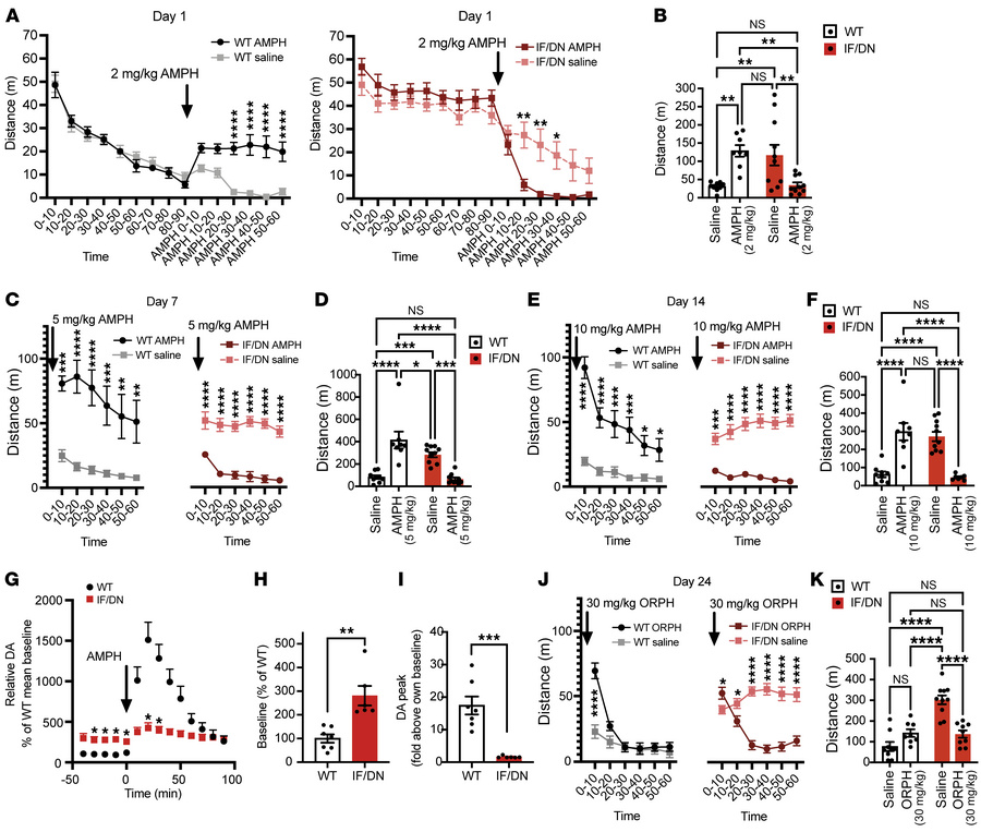 AMPH and orphenadrine alleviate hyperactivity in DAT-I312F/D421N+/+ mice...