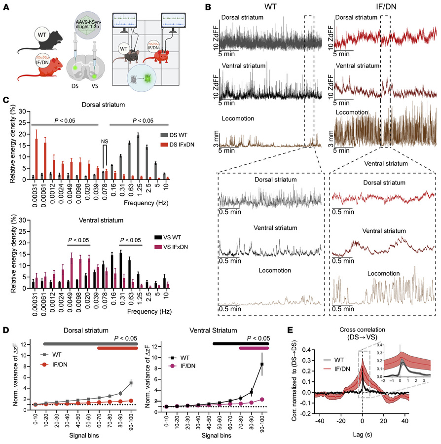 Temporally disrupted and low-complexity striatal DA dynamics in DAT-I312...