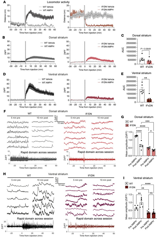 Region-specific disruption of AMPH-evoked DA release and fast DA dynamic...