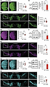 Expression of DAT, TH, and VMAT2 in midbrain and striatum of DAT-I312F/D421
