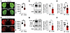 Synaptic adaptations in DAT-I312F/D421N+/+ mice.