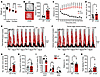 DAT-I312F/D421N+/+ mice display persistent hyperactivity and increased expl