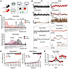 Temporally disrupted and low-complexity striatal DA dynamics in DAT-I312F/D