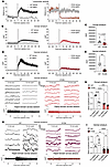 Region-specific disruption of AMPH-evoked DA release and fast DA dynamics i