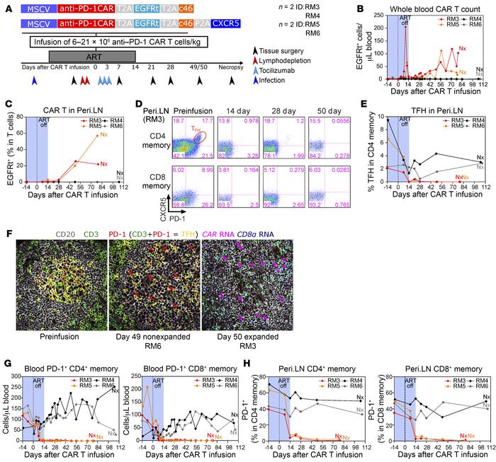 Anti–PD-1 CAR T cells deplete PD-1+ T cells in SIV-infected RMs on ART.
...