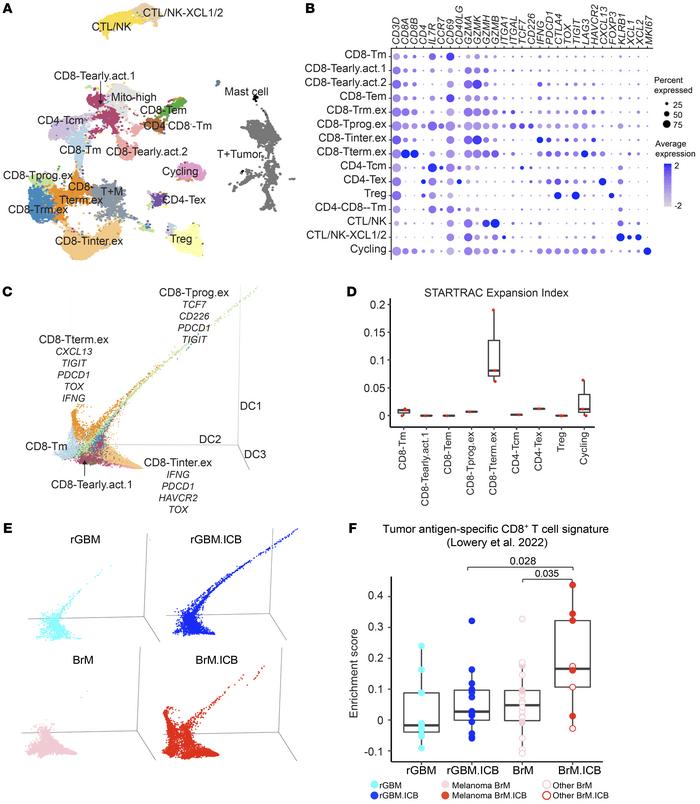 scRNA-Seq analysis of intratumoral lymphoid cells.
(A) UMAP of the lymph...
