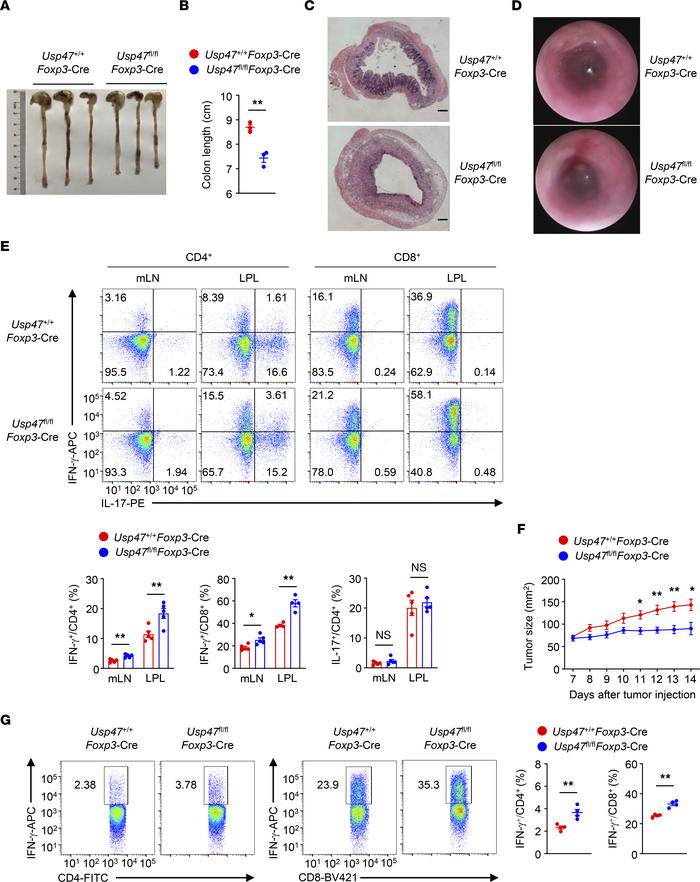 USP47 ablation dampens Treg functions in vivo.
(A–E) Three-month-old Usp...