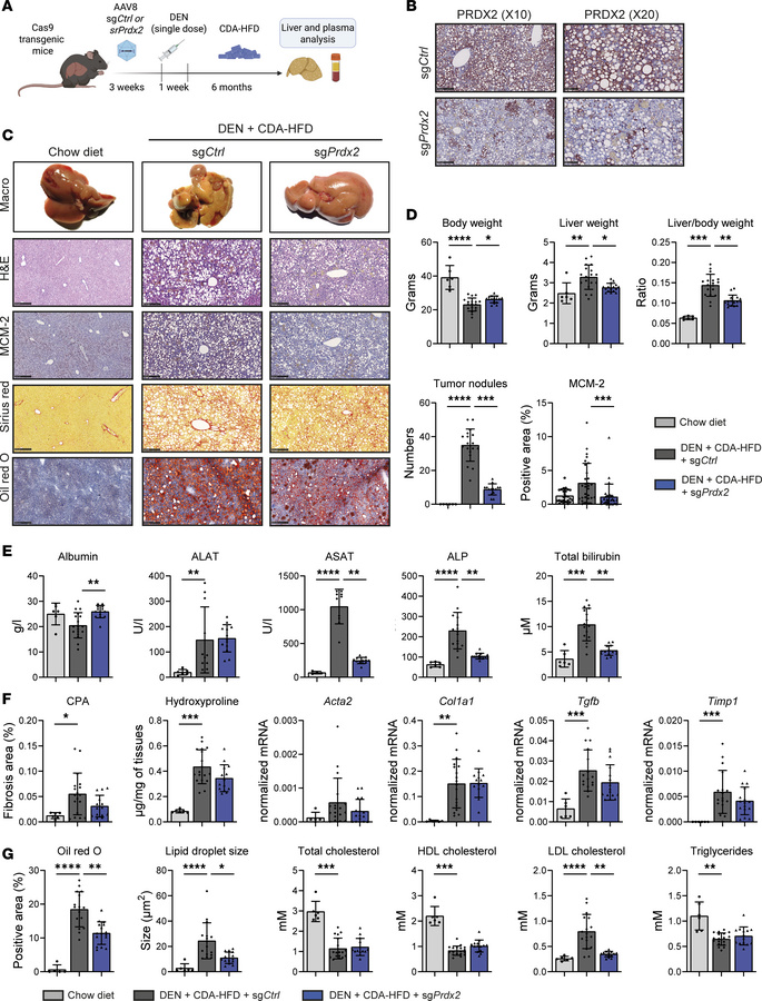 
Prdx2 KO improves liver steatosis and prevents HCC development in a MAS...