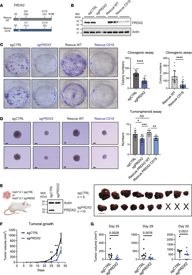 Targeting PRDX2 prevents tumor initiation and progression.
(A and B) Gen...