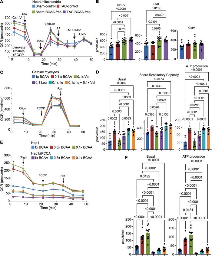 Lowering BCAAs or isoleucine enhances mitochondrial respiration.
(A) Mit...