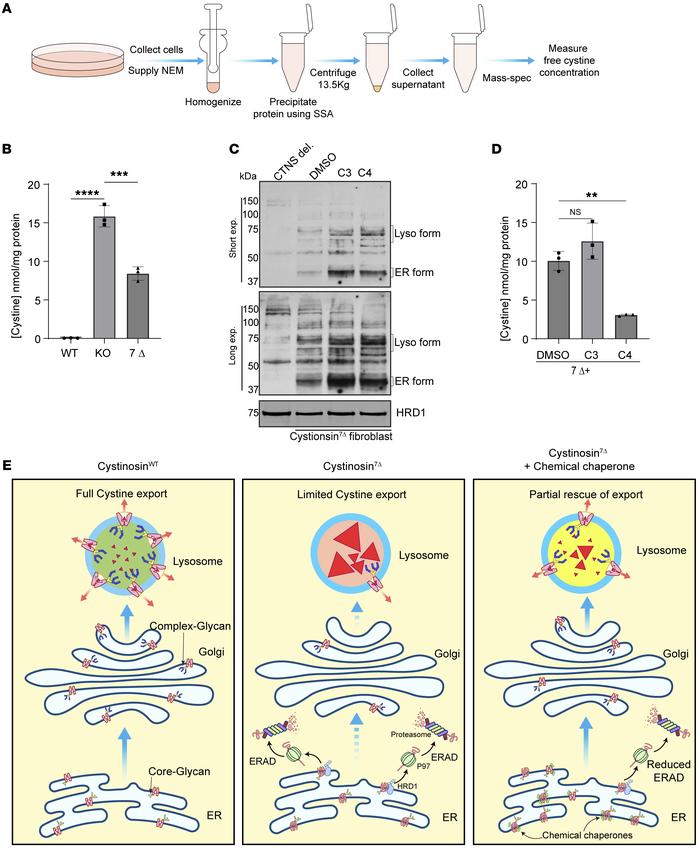 Chemical chaperones can restore the stability and functionality of cysti...