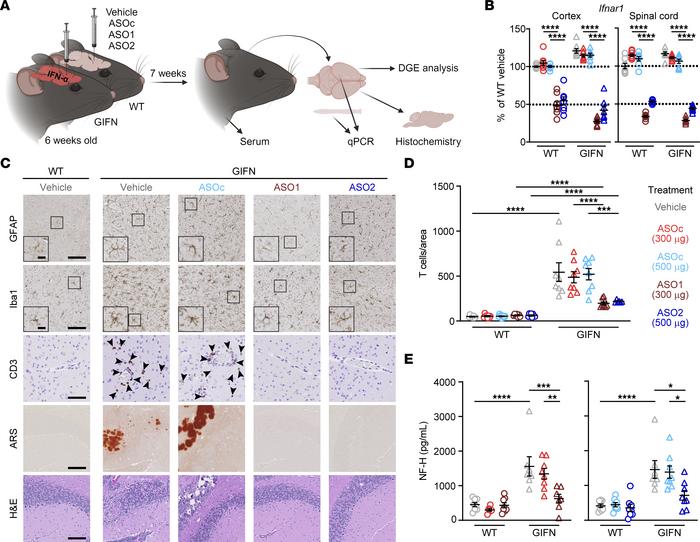 ASO-mediated knockdown of Ifnar1 reduces neuropathology in GIFN mice.
(A...