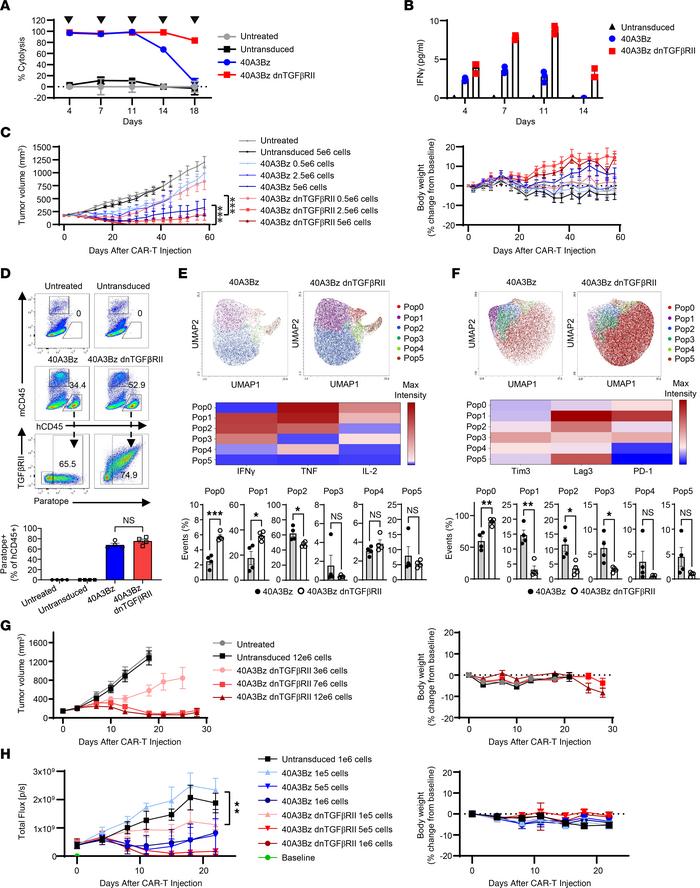 dnTGFβRII CAR-T armoring enhances activity and persistence in vitro and ...
