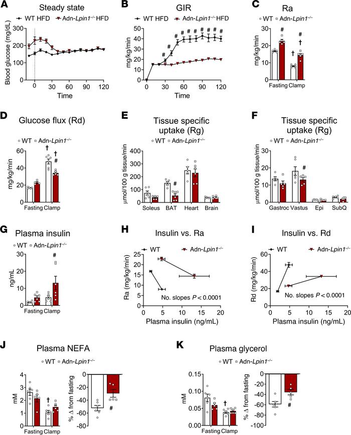 Adn-Lpin1–/– mice exhibit systemic insulin resistance on HFD.
Eight-week...