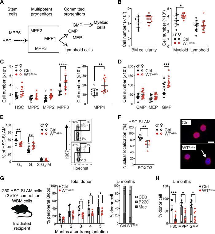 Offspring born to diabetic pregnancy display altered steady-state hemato...