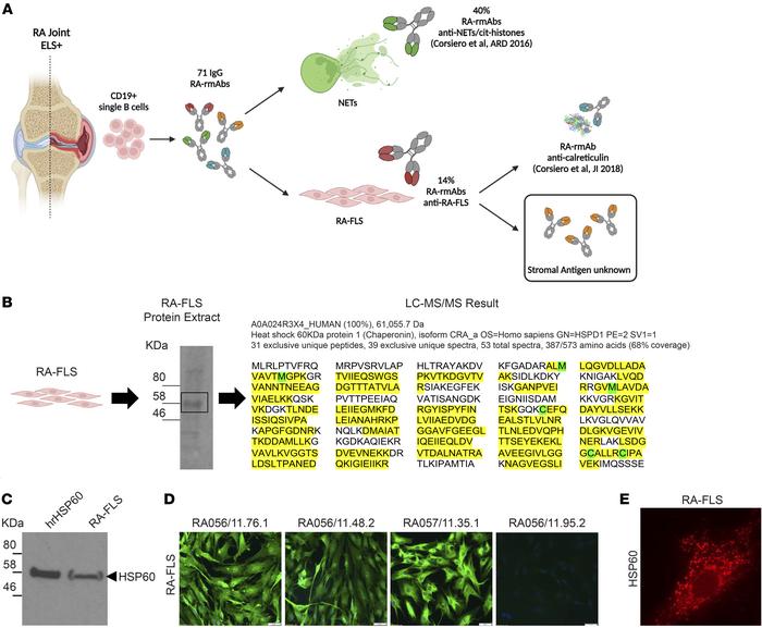 Synovial RA-rmAbs display immunoreactivity to RA-FLS.
(A) Schematic summ...