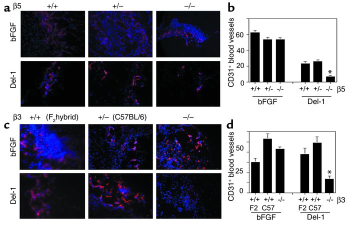 Integrin αvβ5 is required for Del-1– but not bFGF-mediated angiogenesis....