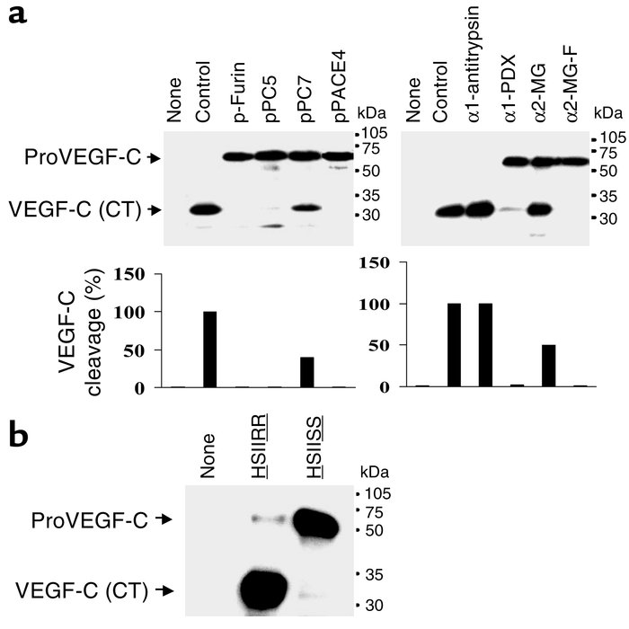 Blockade of proVEGF-C processing. (a) Processing of proVEGF-C was analyz...