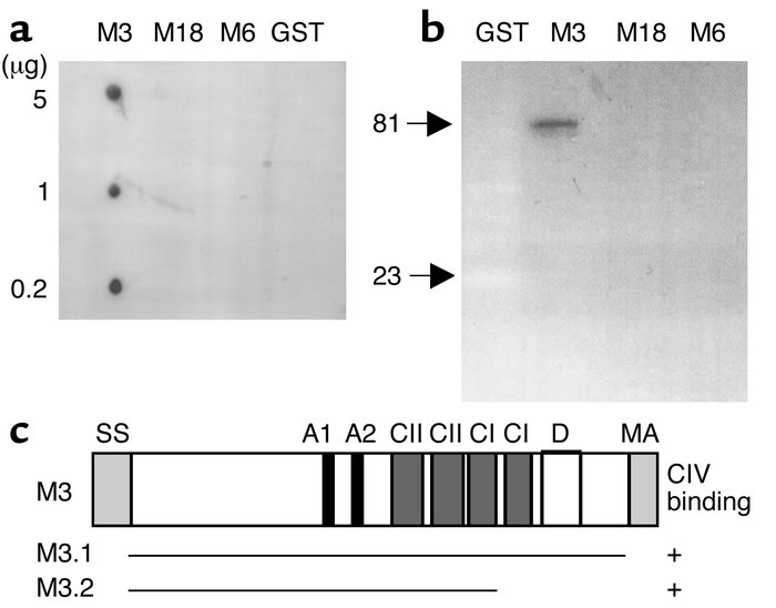 CIV binding of M3 protein. (a and b) Ligand overlay assay of GST and GST...