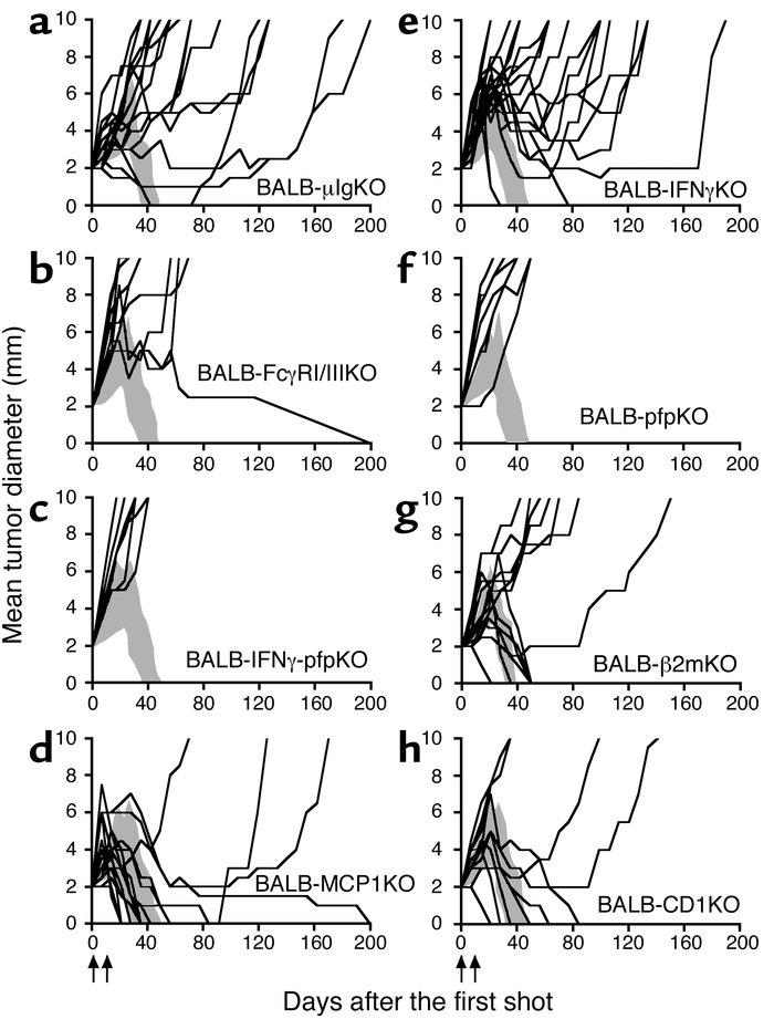 Mechanism of r-p185 carcinoma eradication. When the tumor was 2 mm in di...