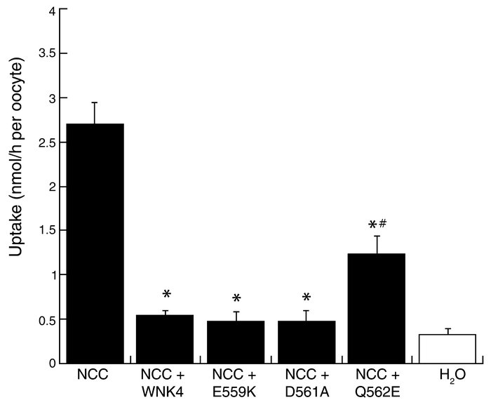 Effect of mutant WNK4 on NCC-mediated 22Na uptake, expressed as nmol/h p...