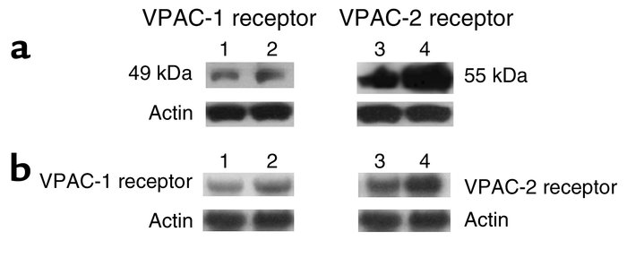 Receptor expression in cultured PASMCs. (a) Western blot analysis of VPA...