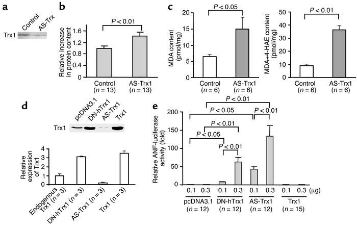 (a–c) Neonatal rat cardiac myocytes were treated with either control Mor...