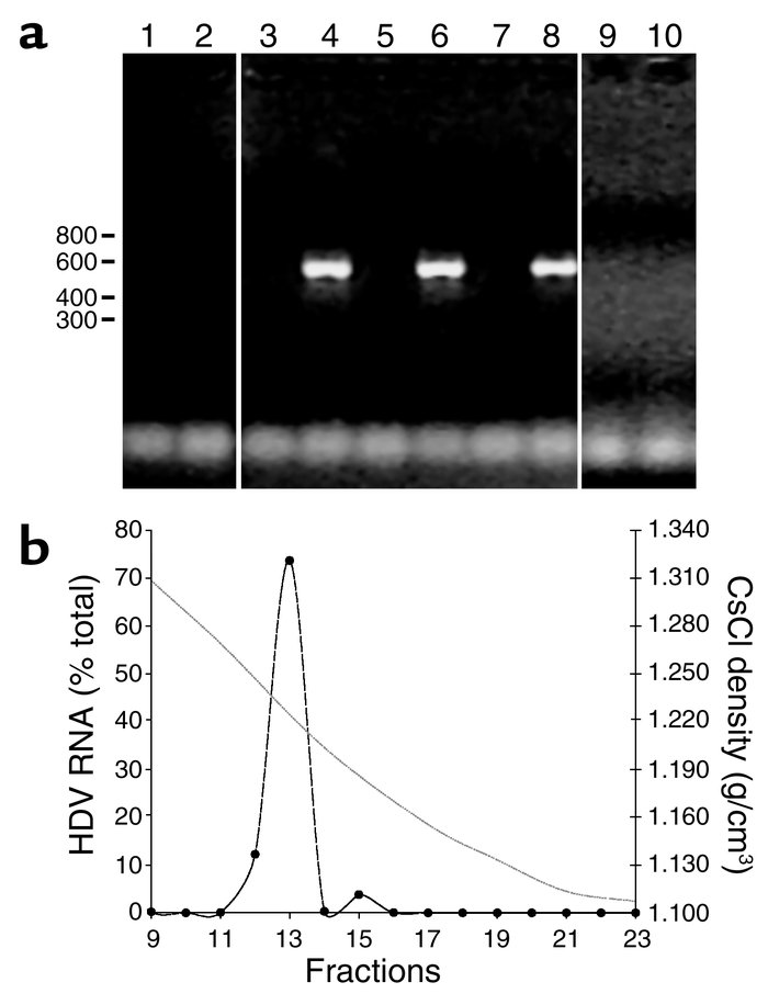 HDV viremia following hydrodynamic transfection of HBV transgenic mice. ...