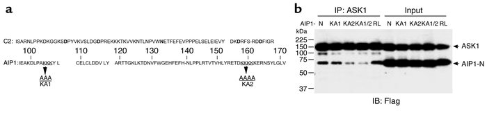 A lysine-rich cluster within the C2 domain of AIP1 is critical for ASK1 ...