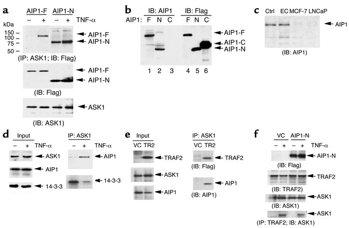 TNF-α induces association of AIP1 with ASK1 in ECs. (a) BAECs were trans...