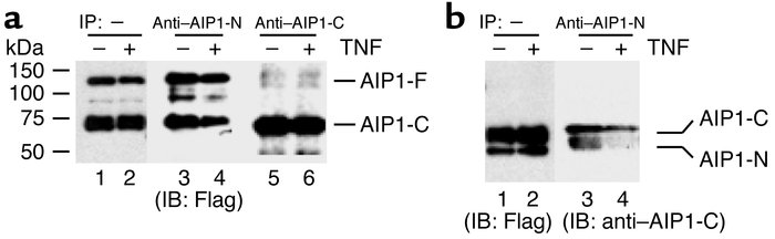 TNF-α disrupts intramolecular interaction between the N-terminus and C-t...