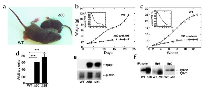 Growth retardation in Insr mosaics. (a) Appearance of 3-week-old mice. (...