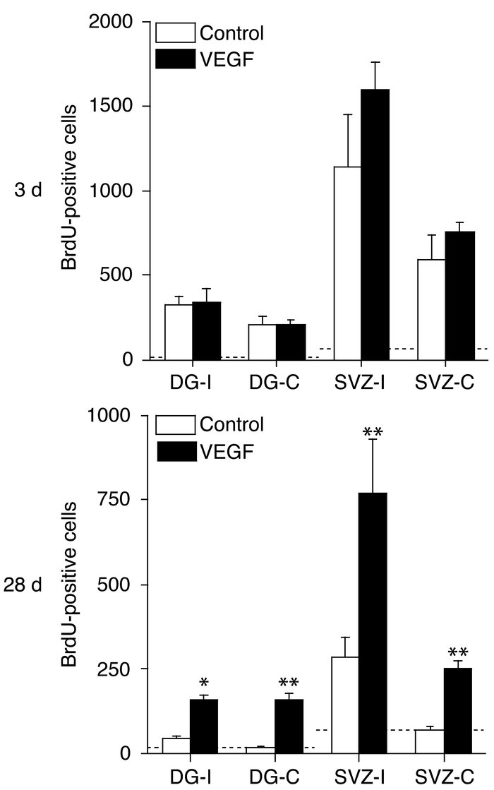 Effects of intraventricular VEGF on the number of BrdU-labeled neurons i...