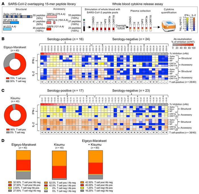 T cell response specific for different SARS-CoV-2 proteins in asymptomat...