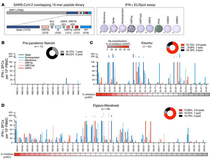 T cells specific for different SARS-CoV-2 proteins in pre-pandemic sampl...