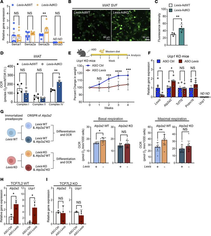 TCF7L2 is required for the effects of Lexis on thermogenesis.
(A) Relati...