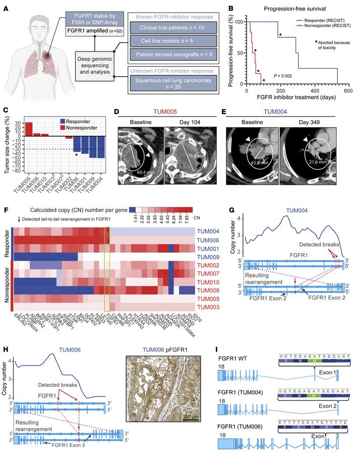 Tail-to-tail rearrangements in patients responding to FGFR inhibition.
(...