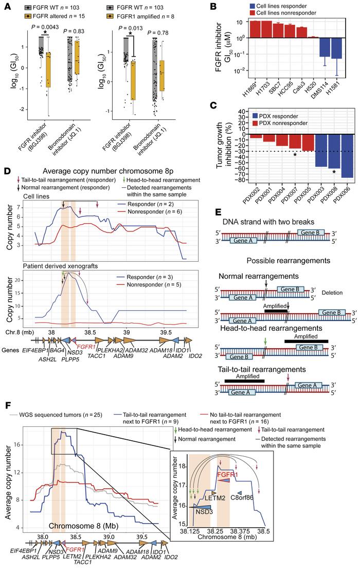 Rearrangements associated with FGFR inhibitor sensitivity.
(A) GI50 of 1...