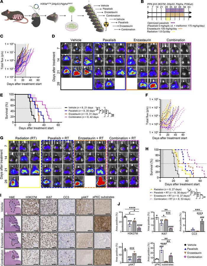 Combining paxalisib and enzastaurin with RT using an immunocompetent syn...