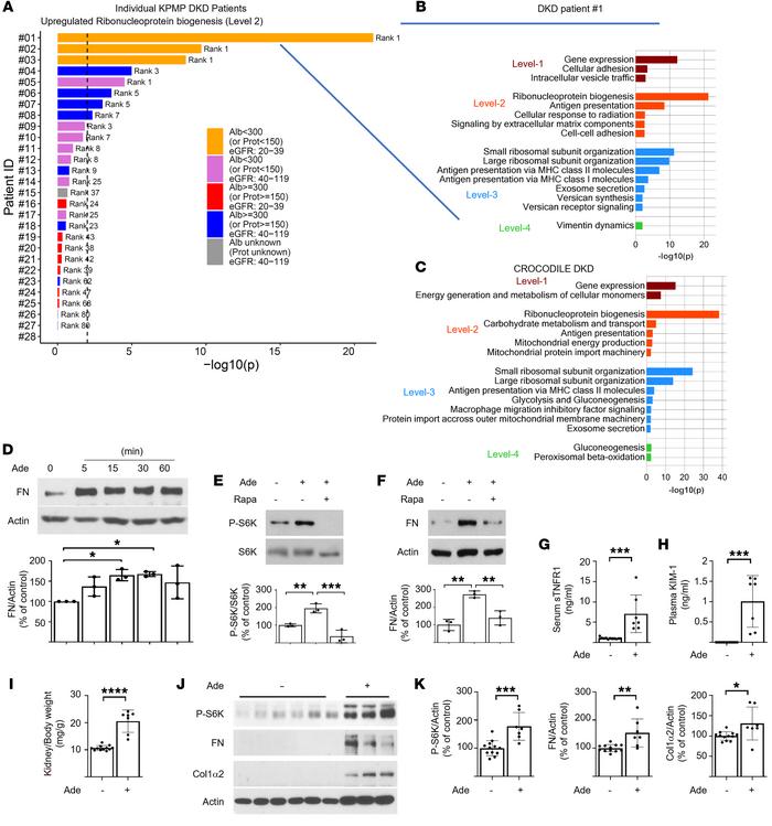 Molecular pathways and events implicating the ribonucleoprotein biogenes...
